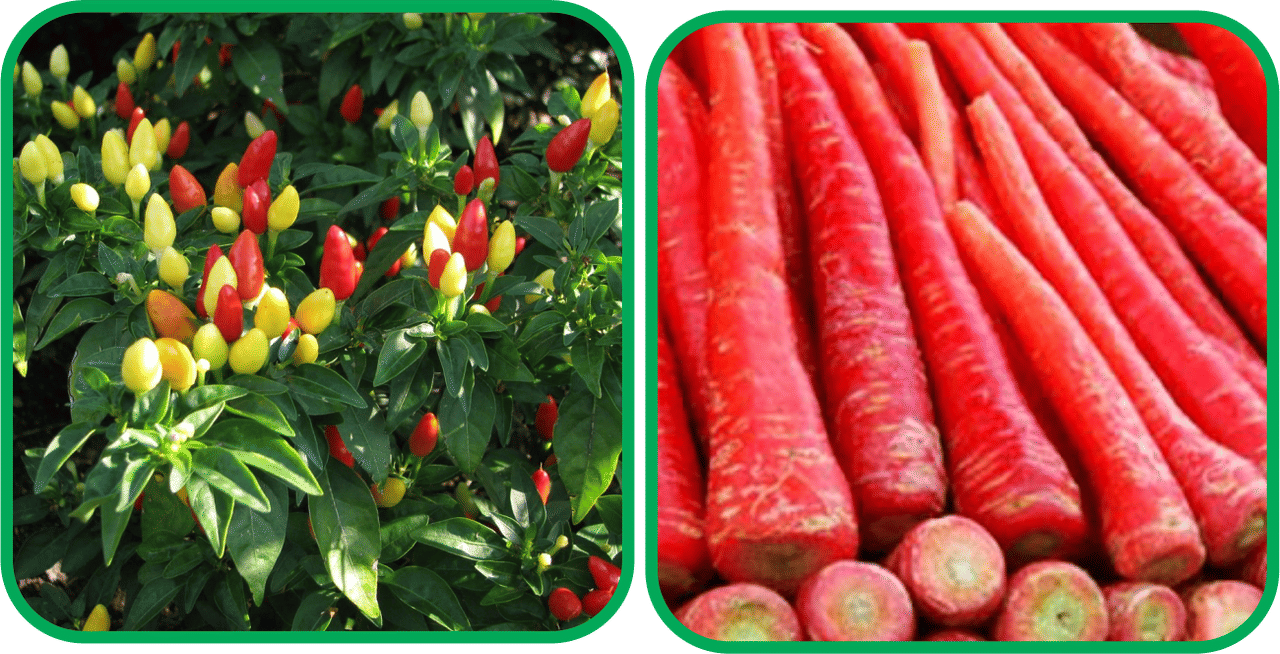     			Aero Seeds Redish Red ( 100 Seeds) And Ornamental Chilli ( 30 Seeds) Vegetable Seeds Pack