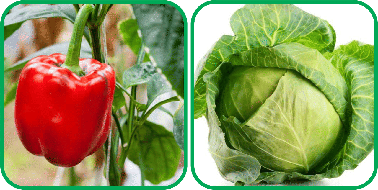     			Aero Seeds Cabbage ( 50 Seeds) And Capsicum Red ( 30 Seeds) Vegetable Seeds Pack