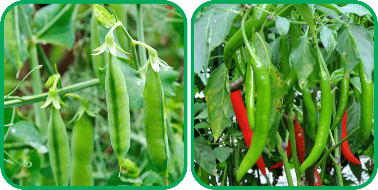 Aero Seeds Chilli (50 Seeds) And Peas ( 30 Seeds) Vegetable Seeds Pack Aero Seeds Chilli (50 Seeds) And Peas ( 30 Seeds) Vegetable Seeds Pack