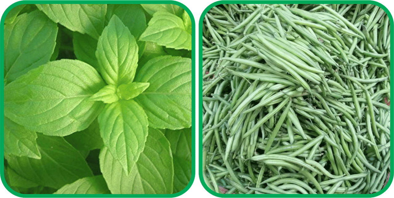 Aero Seeds French Beans ( 30 Seeds) And Lemon Basil ( 100 Seeds) Vegetable Seeds Pack Aero Seeds French Beans ( 30 Seeds) And Lemon Basil ( 100 Seeds) Vegetable Seeds Pack