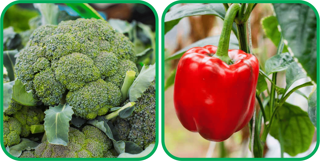 Aero Seeds Capsicum Red ( 30 Seeds) And Broccoli ( 50 Seeds) Vegetable Seeds Pack Aero Seeds Capsicum Red ( 30 Seeds) And Broccoli ( 50 Seeds) Vegetable Seeds Pack