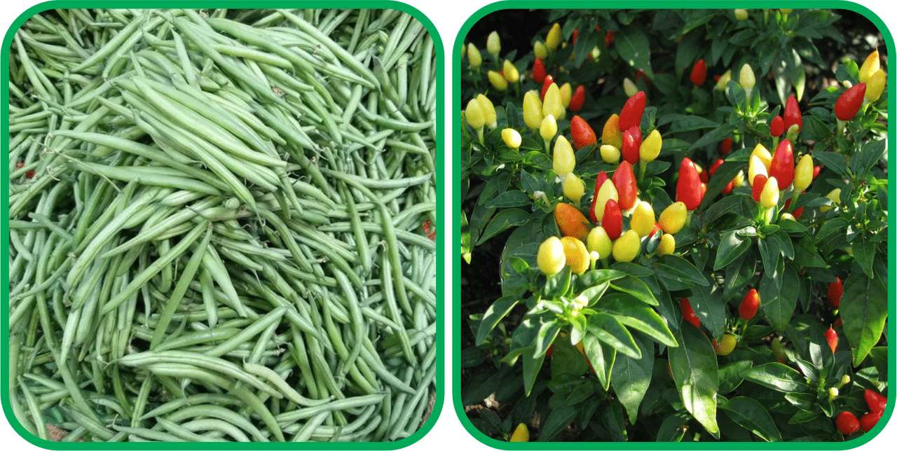 Aero Seeds Ornamental Chilli ( 30 Seeds) And French Beans ( 30 Seeds) Vegetable Seeds Pack Aero Seeds Ornamental Chilli ( 30 Seeds) And French Beans ( 30 Seeds) Vegetable Seeds Pack