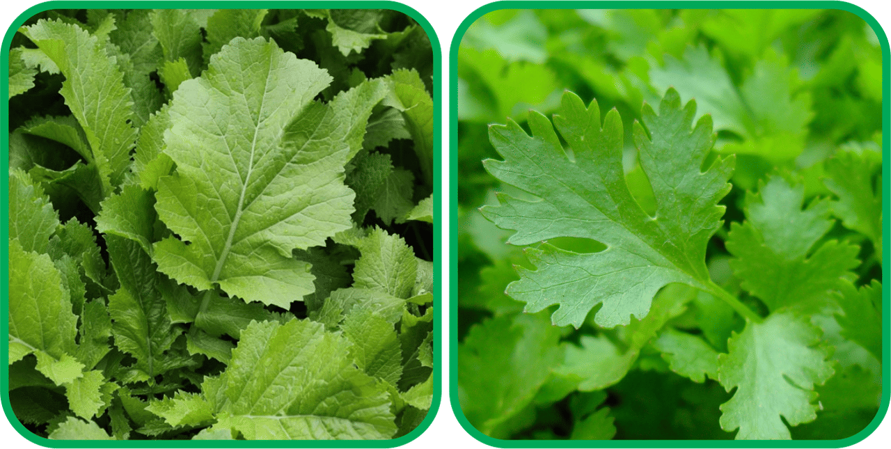 Aero Seeds Parsley ( 100 Seeds) And Mustard (200 Seeds) Vegetable Seeds Pack Aero Seeds Parsley ( 100 Seeds) And Mustard (200 Seeds) Vegetable Seeds Pack