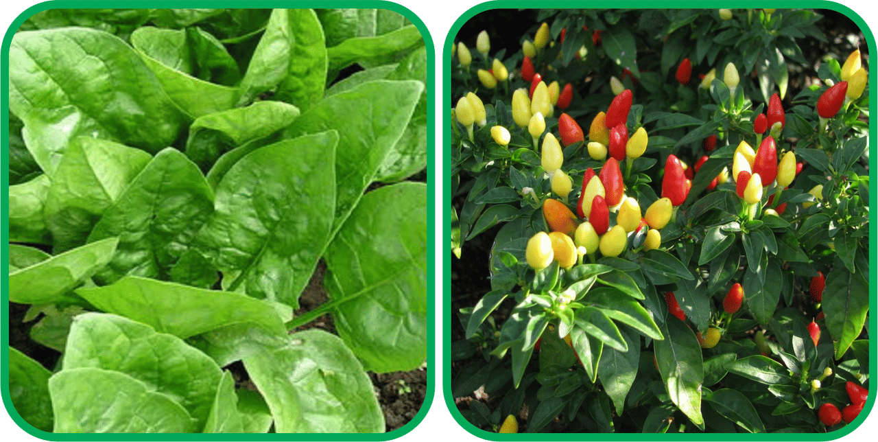 Aero Seeds Ornamental Chilli ( 30 Seeds) And Spinach (200 Seeds) Vegetable Seeds Pack Aero Seeds Ornamental Chilli ( 30 Seeds) And Spinach (200 Seeds) Vegetable Seeds Pack