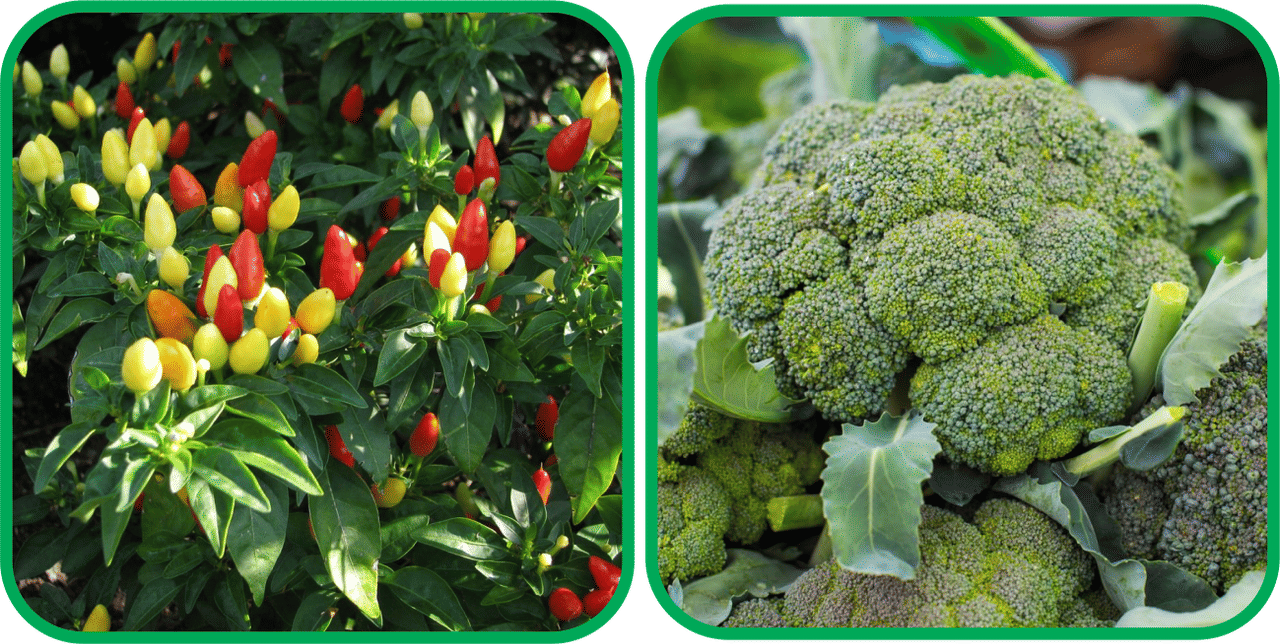 Aero Seeds Broccoli ( 50 Seeds) And Ornamental Chilli ( 30 Seeds) Vegetable Seeds Pack Aero Seeds Broccoli ( 50 Seeds) And Ornamental Chilli ( 30 Seeds) Vegetable Seeds Pack