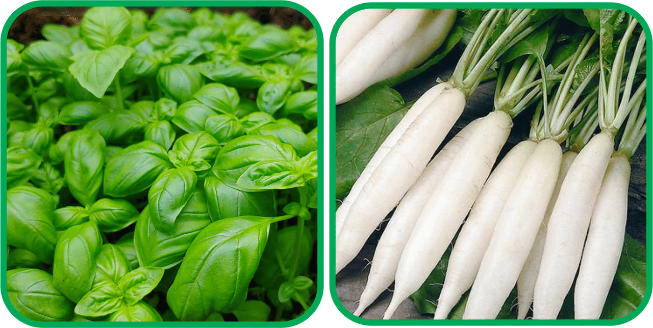 Aero Seeds Radish White Long (100 Seeds) And Basil Green ( 100 Seeds) Vegetable Seeds Pack Aero Seeds Radish White Long (100 Seeds) And Basil Green ( 100 Seeds) Vegetable Seeds Pack