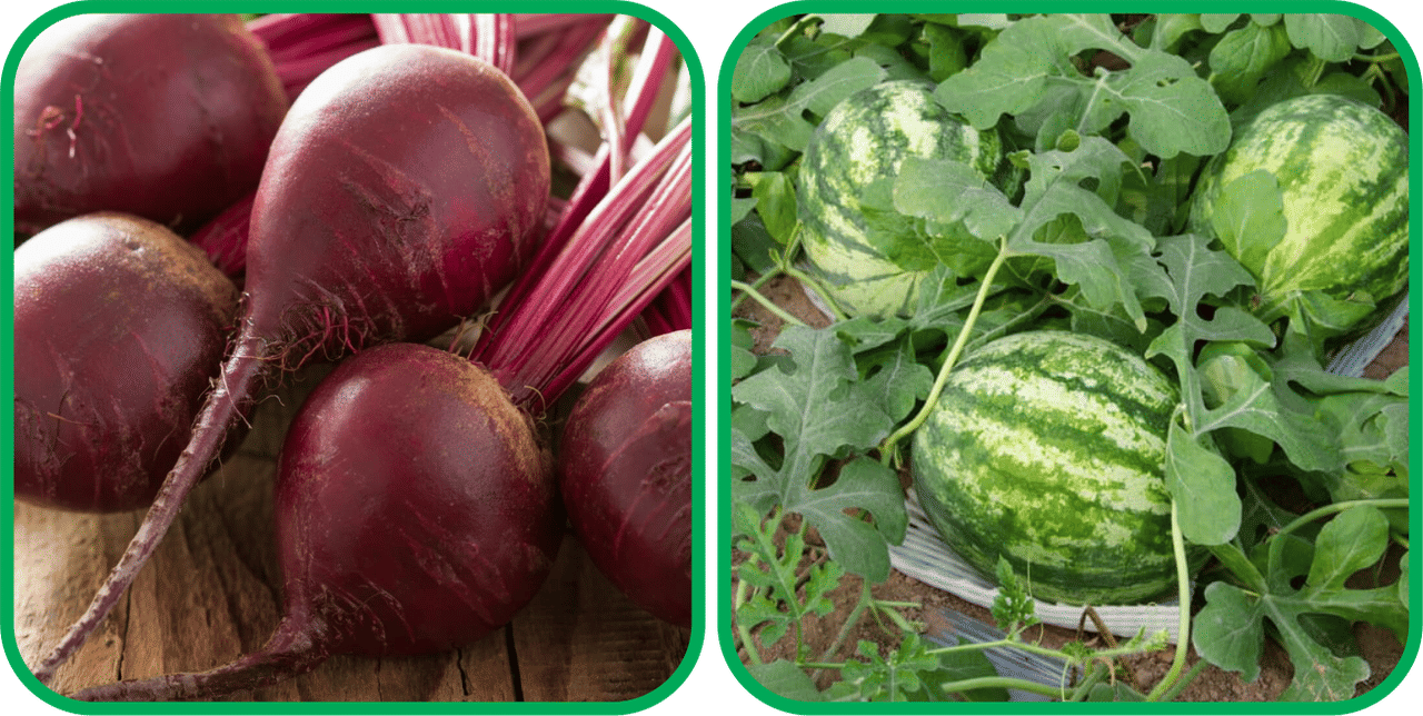 Aero Seeds Watermelon ( 30 Seeds) And Beetroot ( 100 Seeds) Vegetable Seeds Pack Aero Seeds Watermelon ( 30 Seeds) And Beetroot ( 100 Seeds) Vegetable Seeds Pack