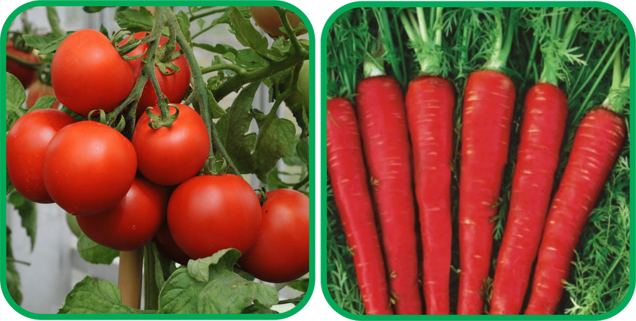 Aero Seeds Red Carrot ( 200 Seeds) And Tomato ( 50 Seeds) Vegetable Seeds Pack     			Aero Seeds Red Carrot ( 200 Seeds) And Tomato ( 50 Seeds) Vegetable Seeds Pack