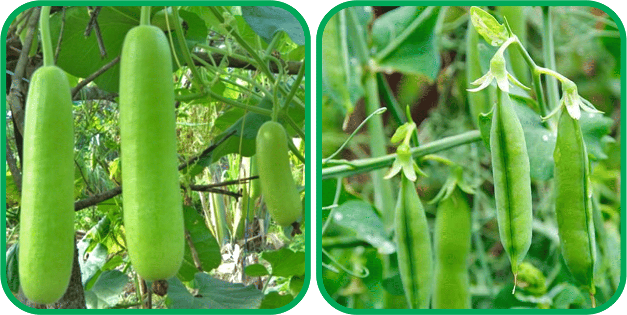 Aero Seeds Peas ( 30 Seeds) And Bottle Gourd Long ( 30 Seeds) Vegetable Seeds Pack     			Aero Seeds Peas ( 30 Seeds) And Bottle Gourd Long ( 30 Seeds) Vegetable Seeds Pack