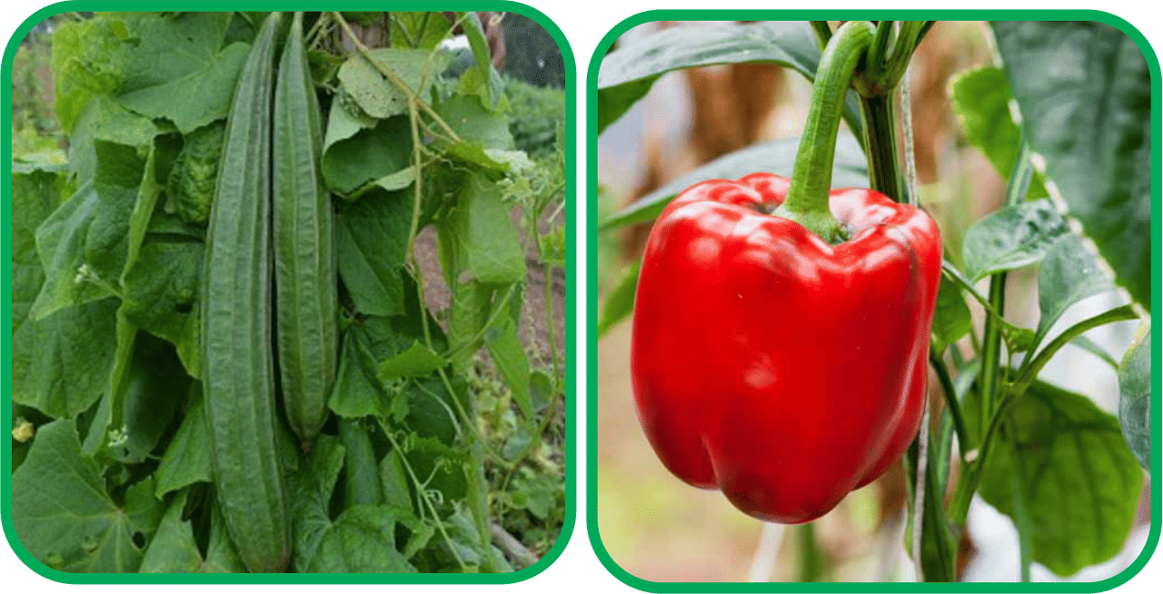 Aero Seeds Capsicum Red ( 30 Seeds) And Ridge Gourd (30 Seeds) Vegetable Seeds Pack Aero Seeds Capsicum Red ( 30 Seeds) And Ridge Gourd (30 Seeds) Vegetable Seeds Pack