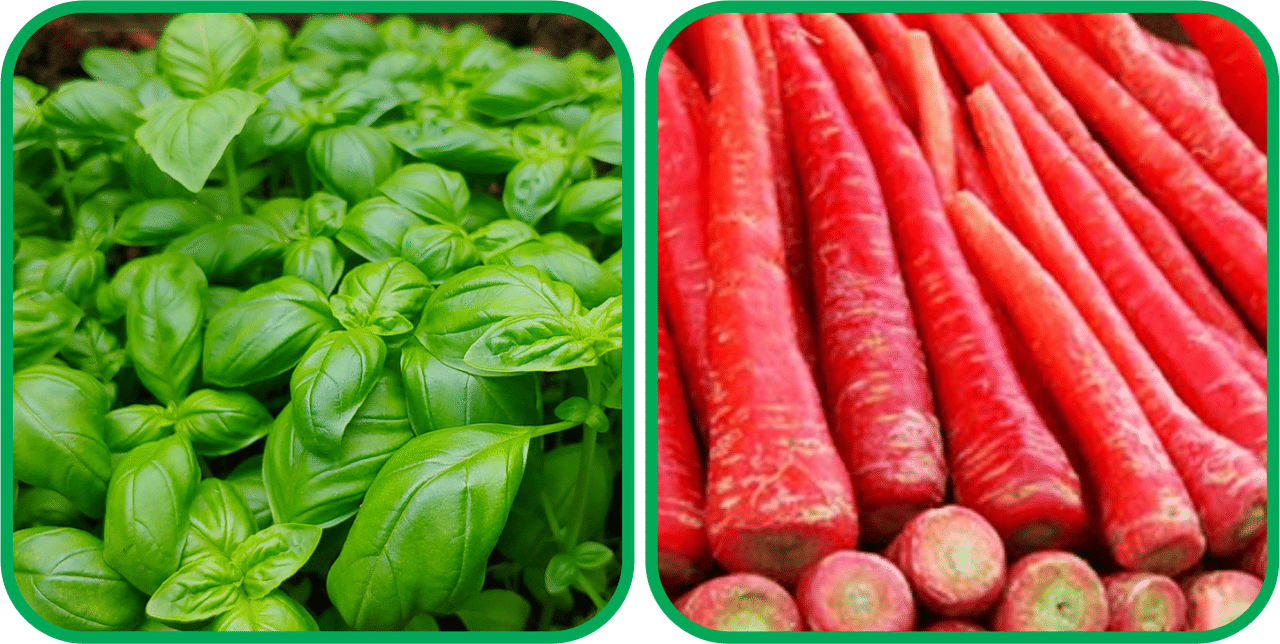     			Aero Seeds Redish Red ( 100 Seeds) And Basil Green ( 100 Seeds) Vegetable Seeds Pack