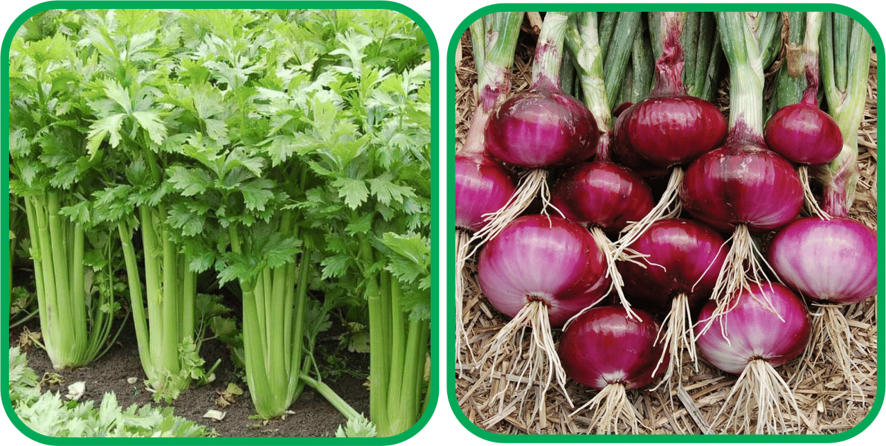 Aero Seeds Red Onion ( 200 Seeds) And Celery ( 100 Seeds) Vegetable Seeds Pack     			Aero Seeds Red Onion ( 200 Seeds) And Celery ( 100 Seeds) Vegetable Seeds Pack