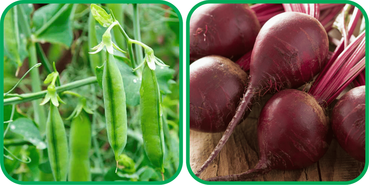 Aero Seeds Beetroot ( 100 Seeds) And Peas ( 30 Seeds) Vegetable Seeds Pack Aero Seeds Beetroot ( 100 Seeds) And Peas ( 30 Seeds) Vegetable Seeds Pack