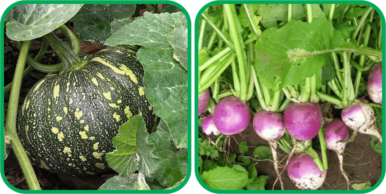 Aero Seeds Turnip ( 100 Seeds) And Pumpkin ( 30 Seeds) Vegetable Seeds Pack Aero Seeds Turnip ( 100 Seeds) And Pumpkin ( 30 Seeds) Vegetable Seeds Pack