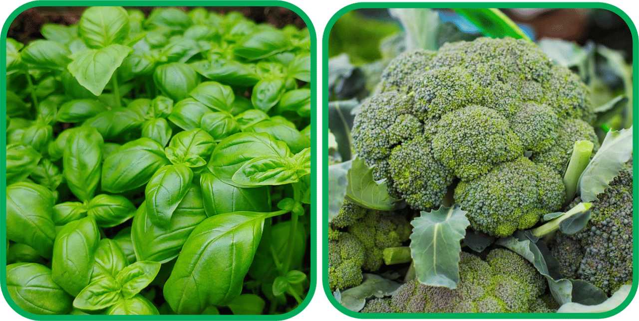    			Aero Seeds Broccoli ( 50 Seeds) And Basil Green ( 100 Seeds) Vegetable Seeds Pack