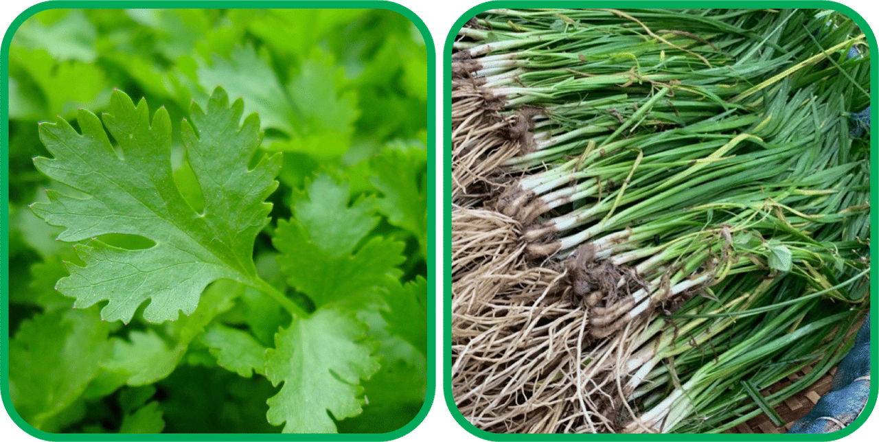 Aero Seeds Garlic Chives ( 50 Seeds) And Parsley ( 100 Seeds) Vegetable Seeds Pack     			Aero Seeds Garlic Chives ( 50 Seeds) And Parsley ( 100 Seeds) Vegetable Seeds Pack