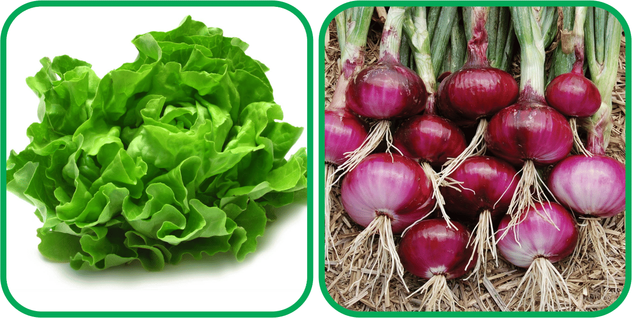 Aero Seeds Red Onion ( 200 Seeds) And Lettuce ( 100 Seeds) Vegetable Seeds Pack Aero Seeds Red Onion ( 200 Seeds) And Lettuce ( 100 Seeds) Vegetable Seeds Pack
