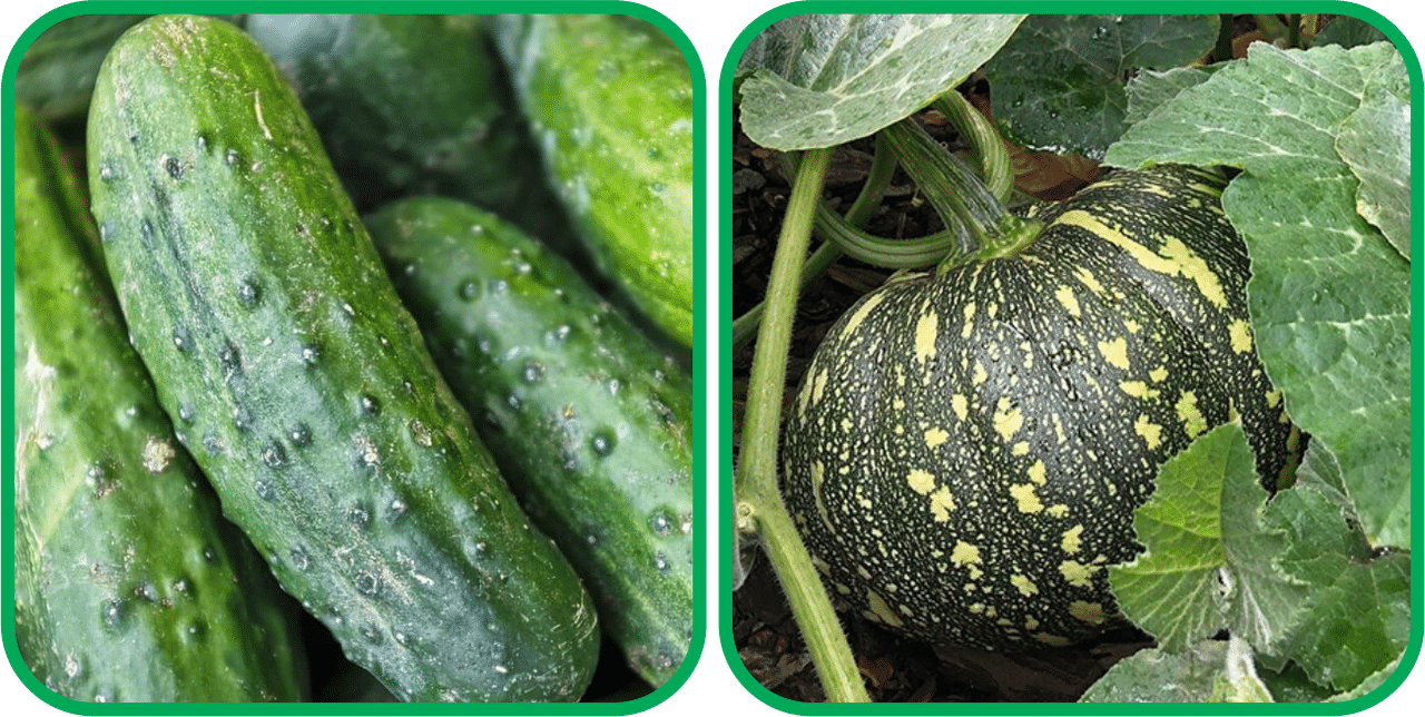Aero Seeds Pumpkin ( 30 Seeds) And Cucumber ( 30 Seeds) Vegetable Seeds Pack Aero Seeds Pumpkin ( 30 Seeds) And Cucumber ( 30 Seeds) Vegetable Seeds Pack