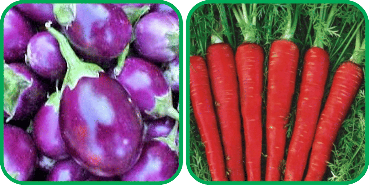 Aero Seeds Red Carrot ( 200 Seeds) And Brinjal Purple Round ( 30 Seeds) Vegetable Seeds Pack Aero Seeds Red Carrot ( 200 Seeds) And Brinjal Purple Round ( 30 Seeds) Vegetable Seeds Pack
