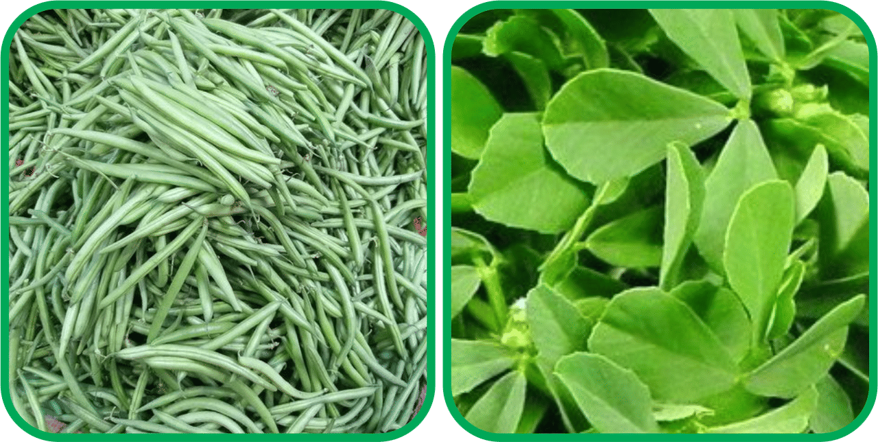 Aero Seeds Fenugreek (200 Seeds) And French Beans ( 30 Seeds) Vegetable Seeds Pack Aero Seeds Fenugreek (200 Seeds) And French Beans ( 30 Seeds) Vegetable Seeds Pack