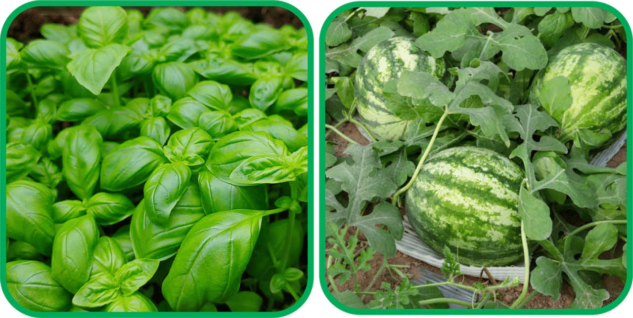 Aero Seeds Watermelon ( 30 Seeds) And Basil Green ( 100 Seeds) Vegetable Seeds Pack Aero Seeds Watermelon ( 30 Seeds) And Basil Green ( 100 Seeds) Vegetable Seeds Pack