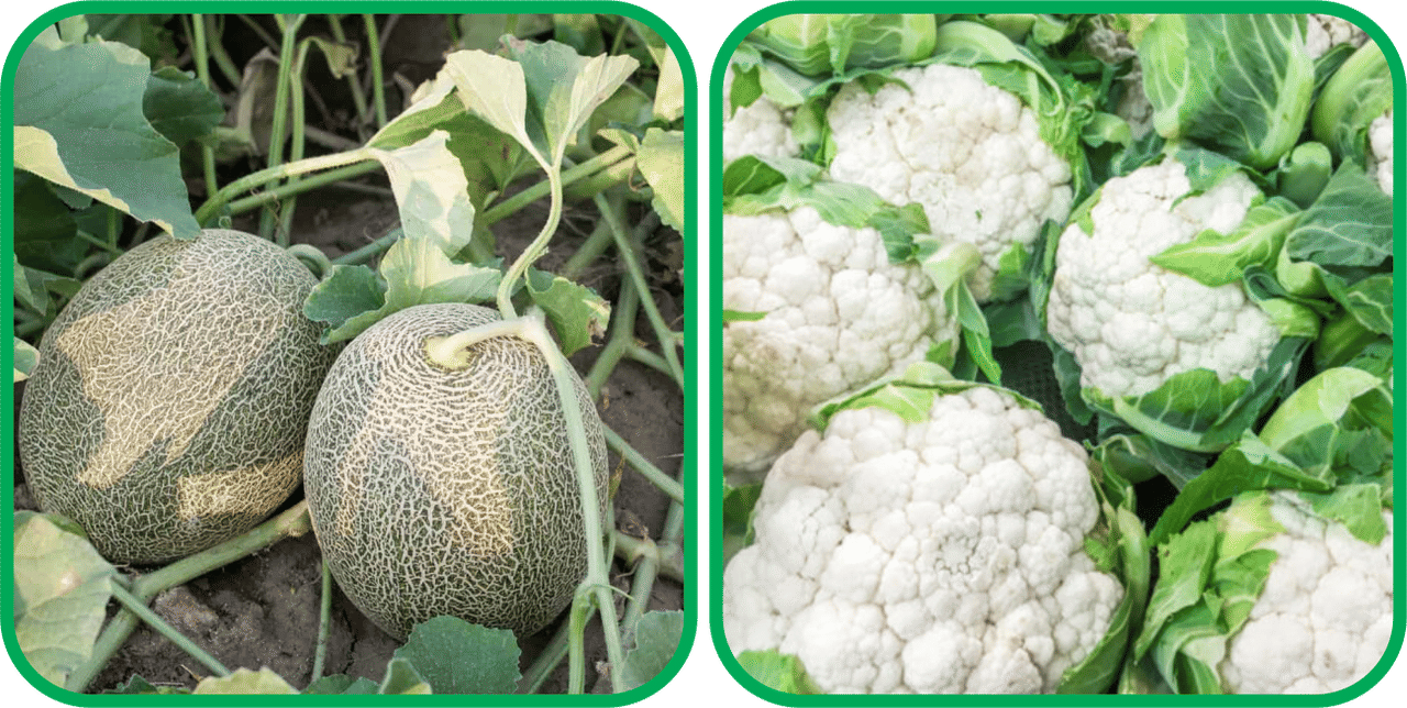 Aero Seeds Cauliflower ( 50 Seeds) And Muskmelon ( 30 Seeds) Vegetable Seeds Pack Aero Seeds Cauliflower ( 50 Seeds) And Muskmelon ( 30 Seeds) Vegetable Seeds Pack