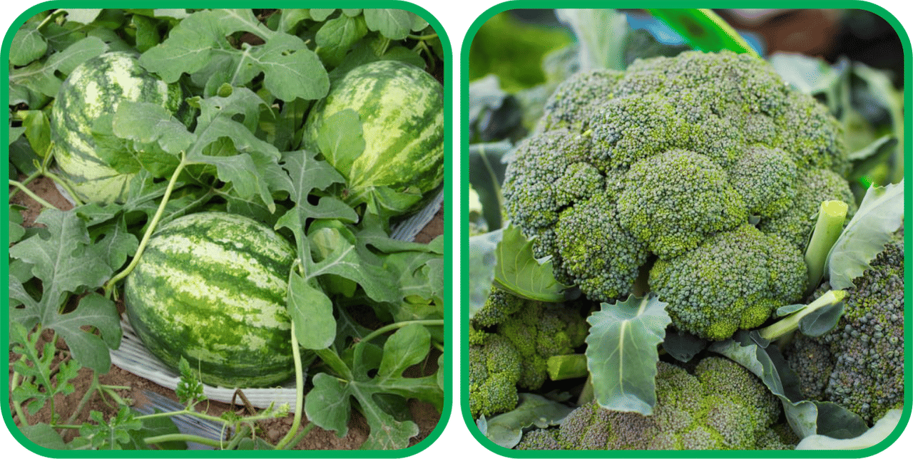     			Aero Seeds Broccoli ( 50 Seeds) And Watermelon ( 30 Seeds) Vegetable Seeds Pack