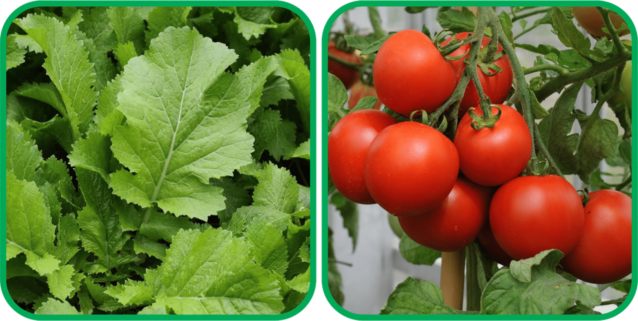     			Aero Seeds Tomato ( 50 Seeds) And Mustard (200 Seeds) Vegetable Seeds Pack