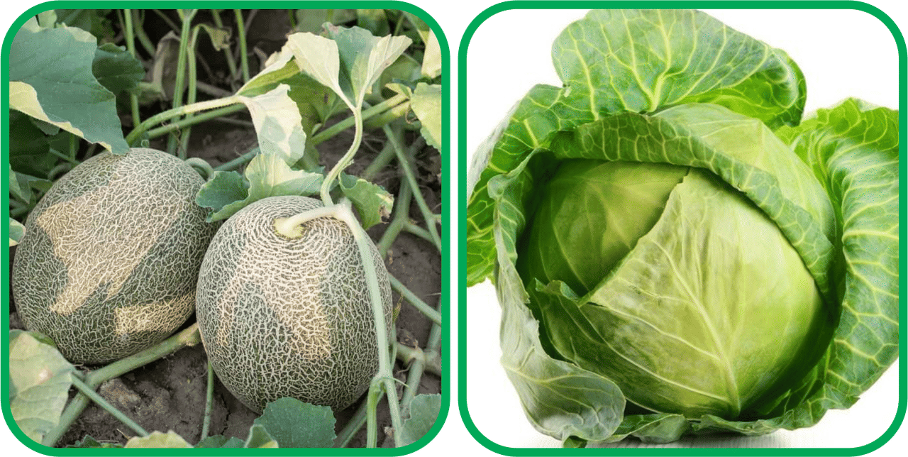 Aero Seeds Cabbage ( 50 Seeds) And Muskmelon ( 30 Seeds) Vegetable Seeds Pack Aero Seeds Cabbage ( 50 Seeds) And Muskmelon ( 30 Seeds) Vegetable Seeds Pack