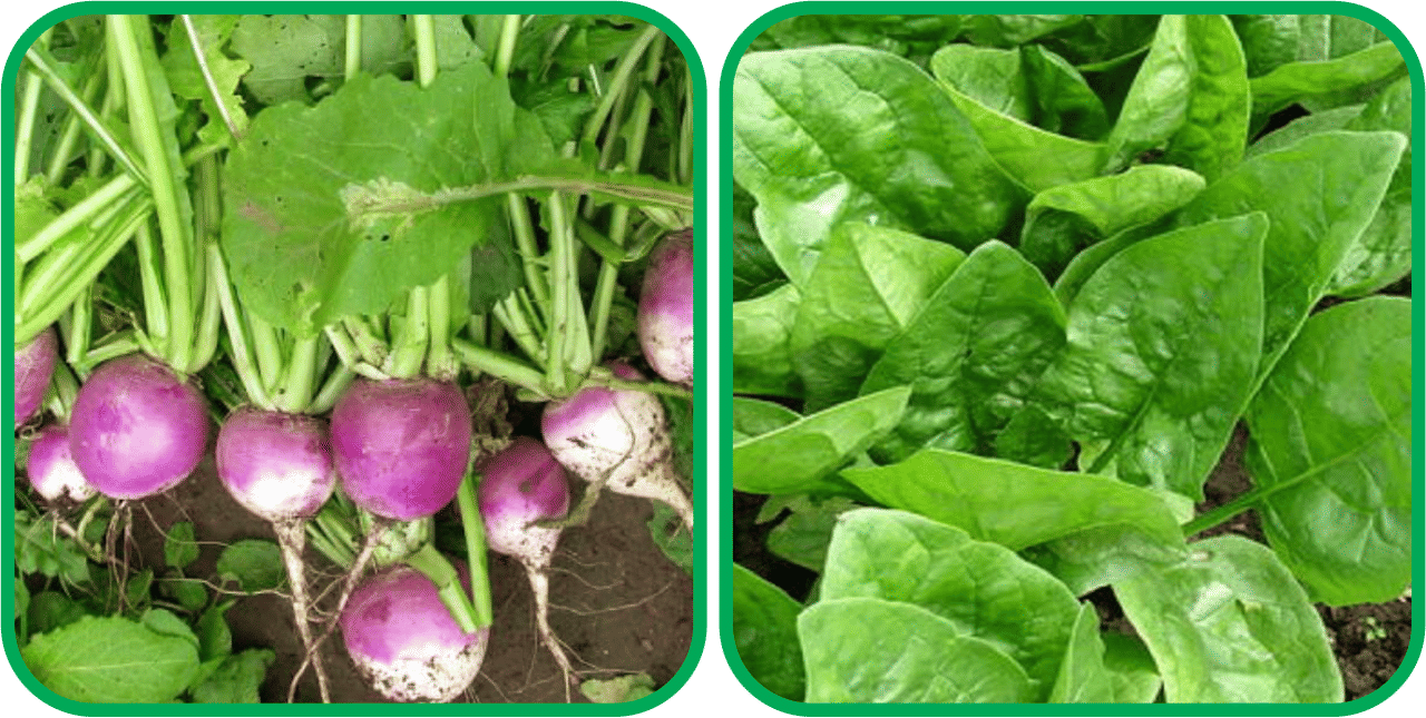 Aero Seeds Mustard (200 Seeds And Turnip ( 100 Seeds) Vegetable Seeds Pack Aero Seeds Mustard (200 Seeds And Turnip ( 100 Seeds) Vegetable Seeds Pack
