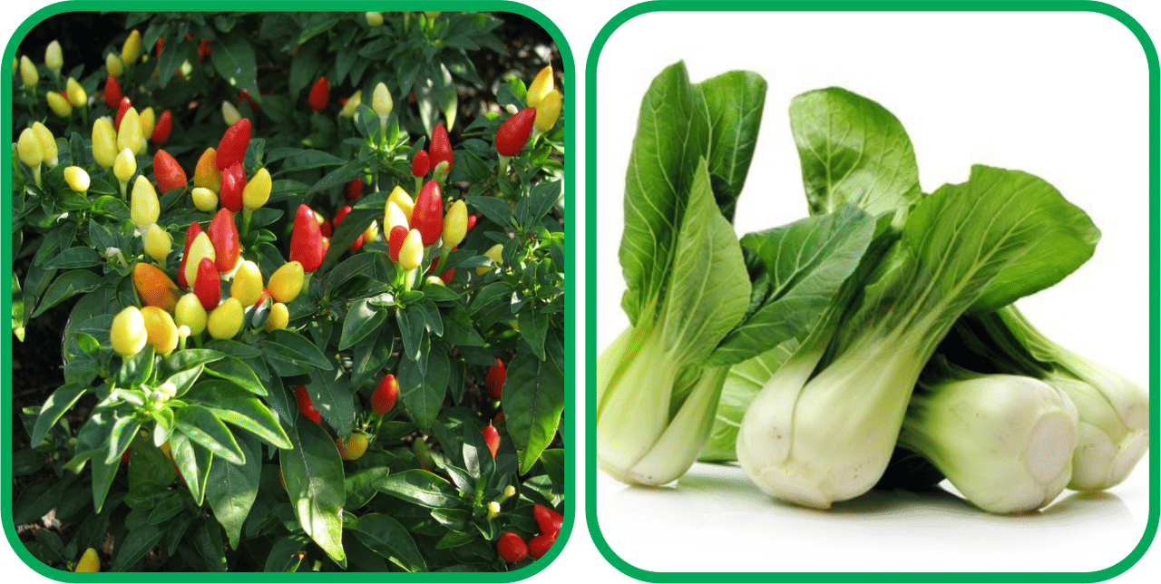     			Aero Seeds Pak Choi ( 50 Seeds) And Ornamental Chilli ( 30 Seeds) Vegetable Seeds Pack