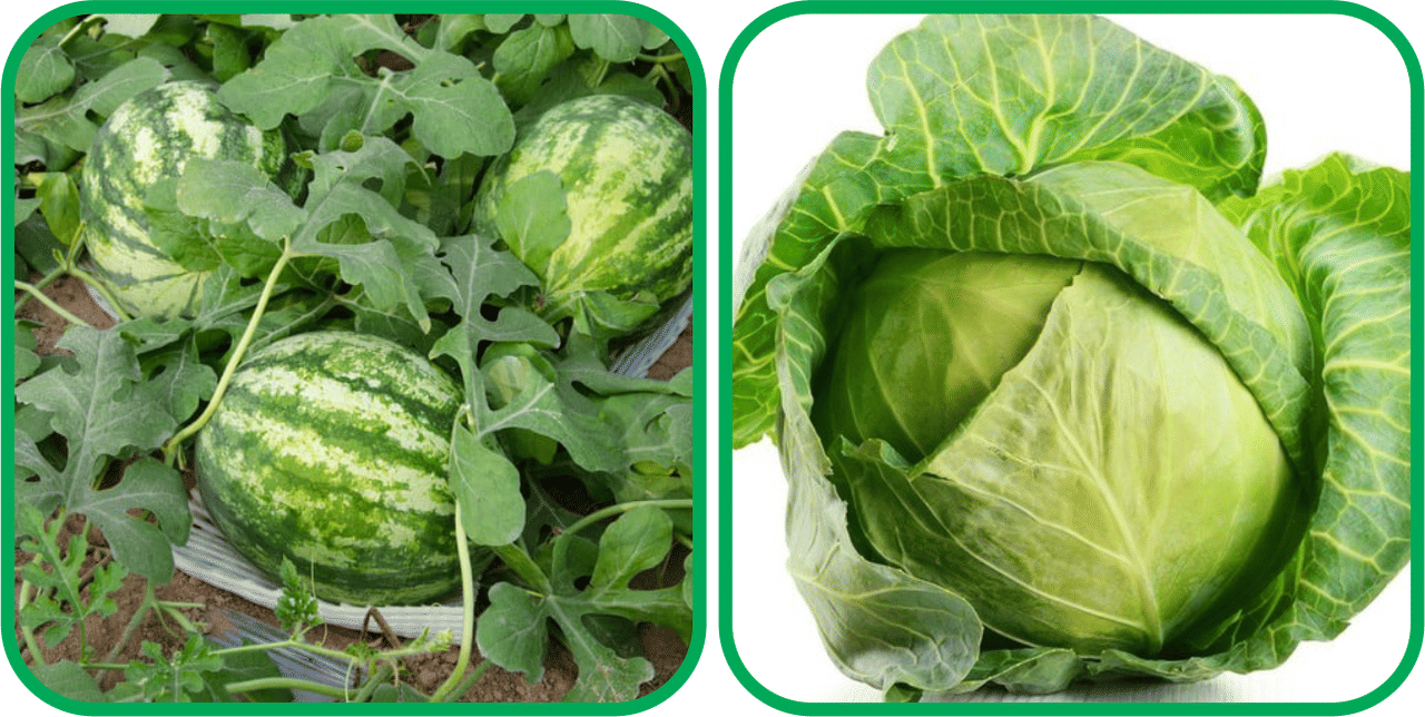     			Aero Seeds Cabbage ( 50 Seeds) And Watermelon ( 30 Seeds) Vegetable Seeds Pack