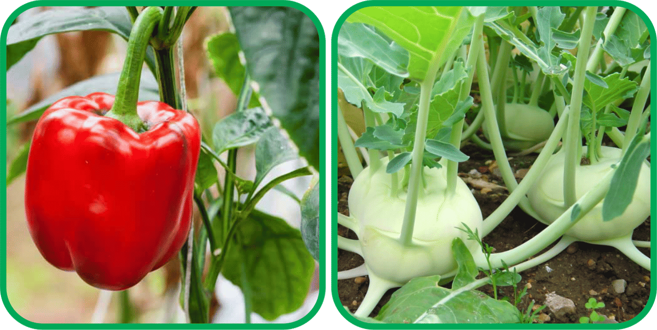 Aero Seeds Knol Khol ( 50 Seeds) And Capsicum Red ( 30 Seeds) Vegetable Seeds Pack Aero Seeds Knol Khol ( 50 Seeds) And Capsicum Red ( 30 Seeds) Vegetable Seeds Pack