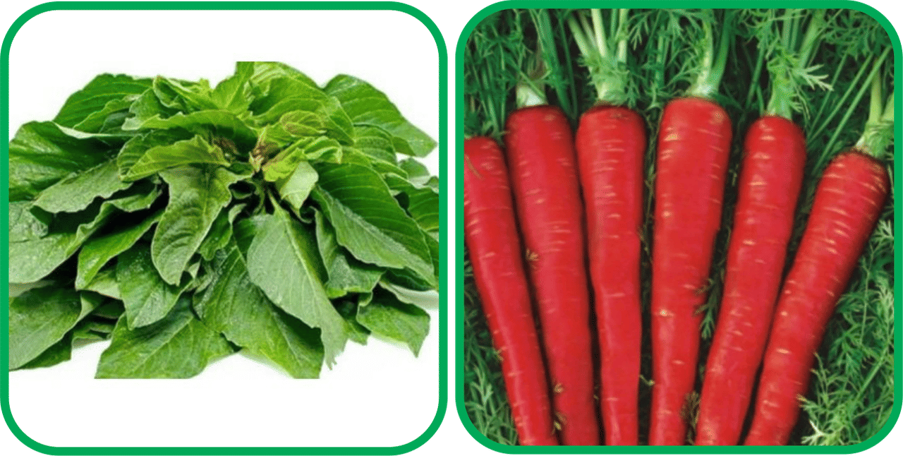     			Aero Seeds Red Carrot ( 200 Seeds) And Green Amaranth ( 200 Seeds) Vegetable Seeds Pack