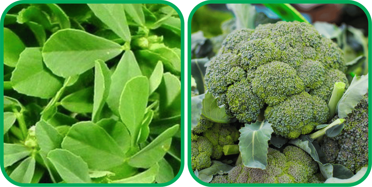     			Aero Seeds Broccoli ( 50 Seeds) And Fenugreek (200 Seeds) Vegetable Seeds Pack