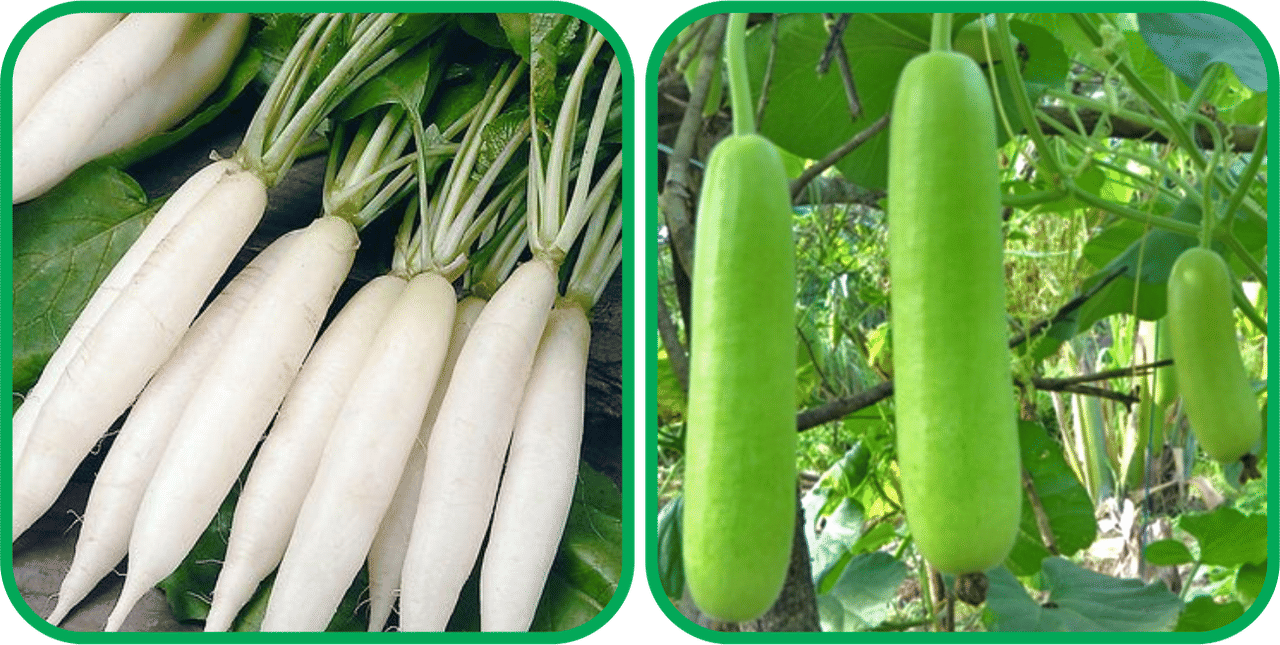     			Aero Seeds Bottle Gourd Long ( 30 Seeds) And Radish White Long (100 Seeds) Vegetable Seeds Pack