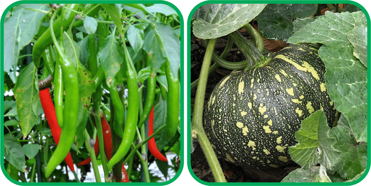 Aero Seeds Pumpkin ( 30 Seeds) And Chilli (50 Seeds) Vegetable Seeds Pack Aero Seeds Pumpkin ( 30 Seeds) And Chilli (50 Seeds) Vegetable Seeds Pack