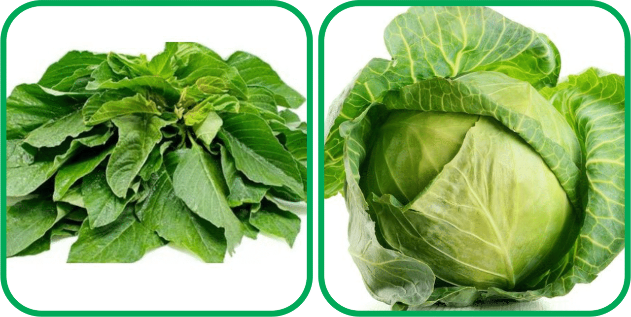     			Aero Seeds Cabbage ( 50 Seeds) And Green Amaranth ( 200 Seeds) Vegetable Seeds Pack