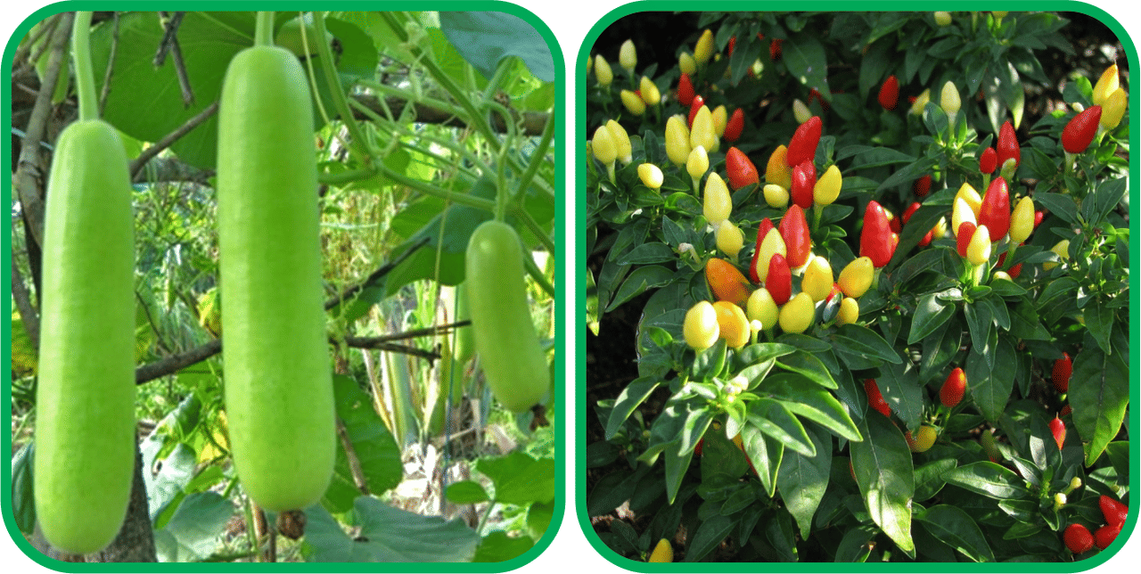 Aero Seeds Ornamental Chilli ( 30 Seeds) And Bottle Gourd Long ( 30 Seeds) Vegetable Seeds Pack Aero Seeds Ornamental Chilli ( 30 Seeds) And Bottle Gourd Long ( 30 Seeds) Vegetable Seeds Pack