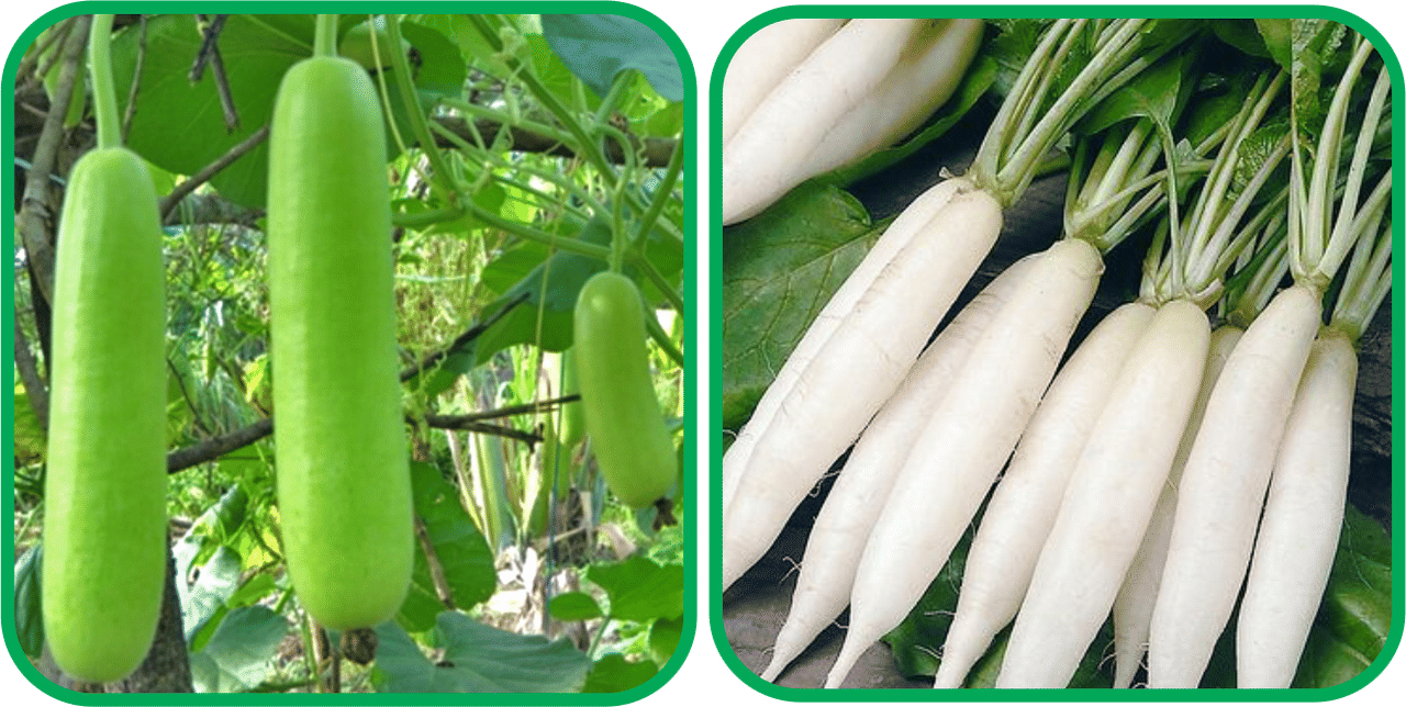     			Aero Seeds Radish White Long (100 Seeds) And Bottle Gourd Long ( 30 Seeds) Vegetable Seeds Pack