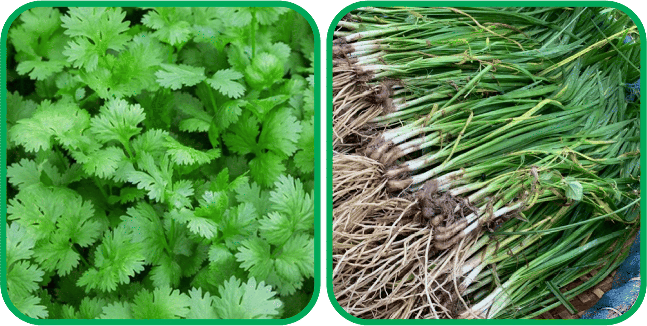     			Aero Seeds Garlic Chives ( 50 Seeds) And Coriander (200 Seeds) Vegetable Seeds Pack