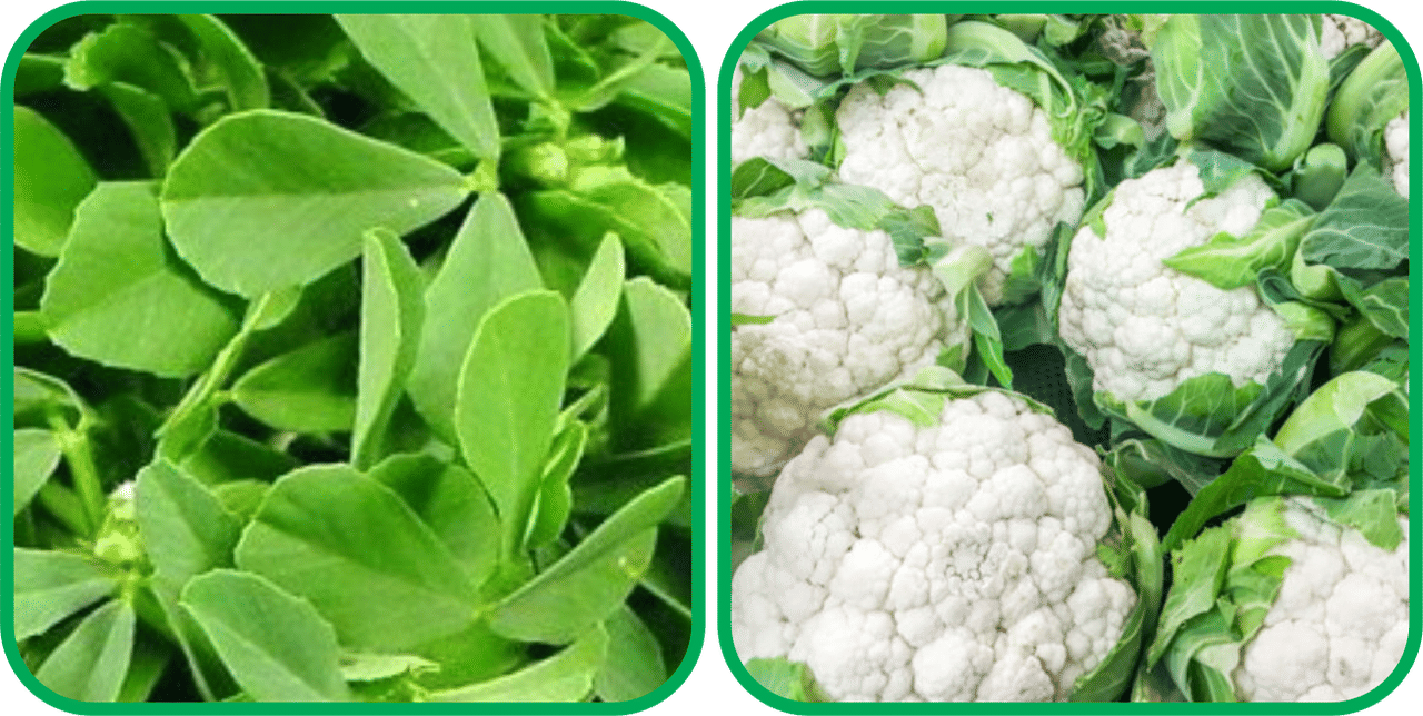 Aero Seeds Cauliflower ( 50 Seeds) And Fenugreek (200 Seeds) Vegetable Seeds Pack Aero Seeds Cauliflower ( 50 Seeds) And Fenugreek (200 Seeds) Vegetable Seeds Pack