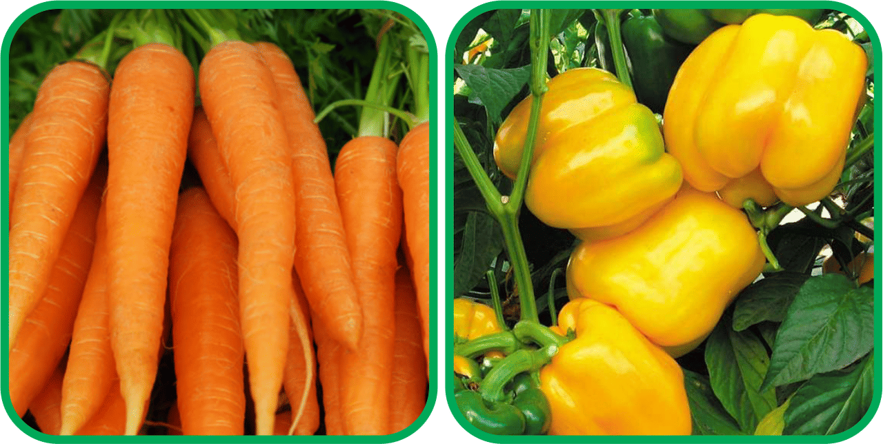 Aero Seeds Capsicum Yellow ( 30 Seeds) And English Carrot ( 100 Seeds) Vegetable Seeds Pack Aero Seeds Capsicum Yellow ( 30 Seeds) And English Carrot ( 100 Seeds) Vegetable Seeds Pack
