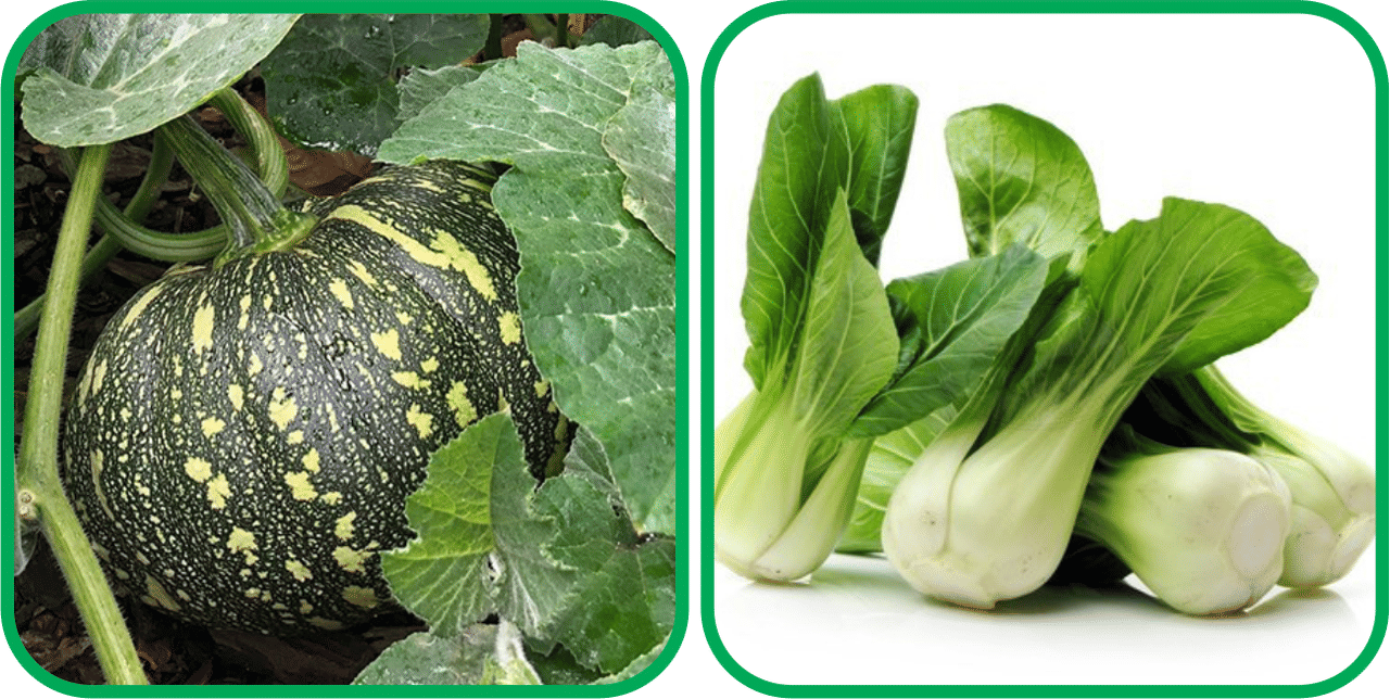     			Aero Seeds Pak Choi ( 50 Seeds) And Pumpkin ( 30 Seeds) Vegetable Seeds Pack