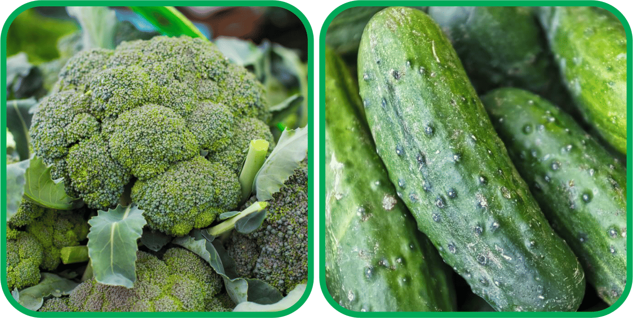     			Aero Seeds Cucumber ( 30 Seeds) And Broccoli ( 50 Seeds) Vegetable Seeds Pack