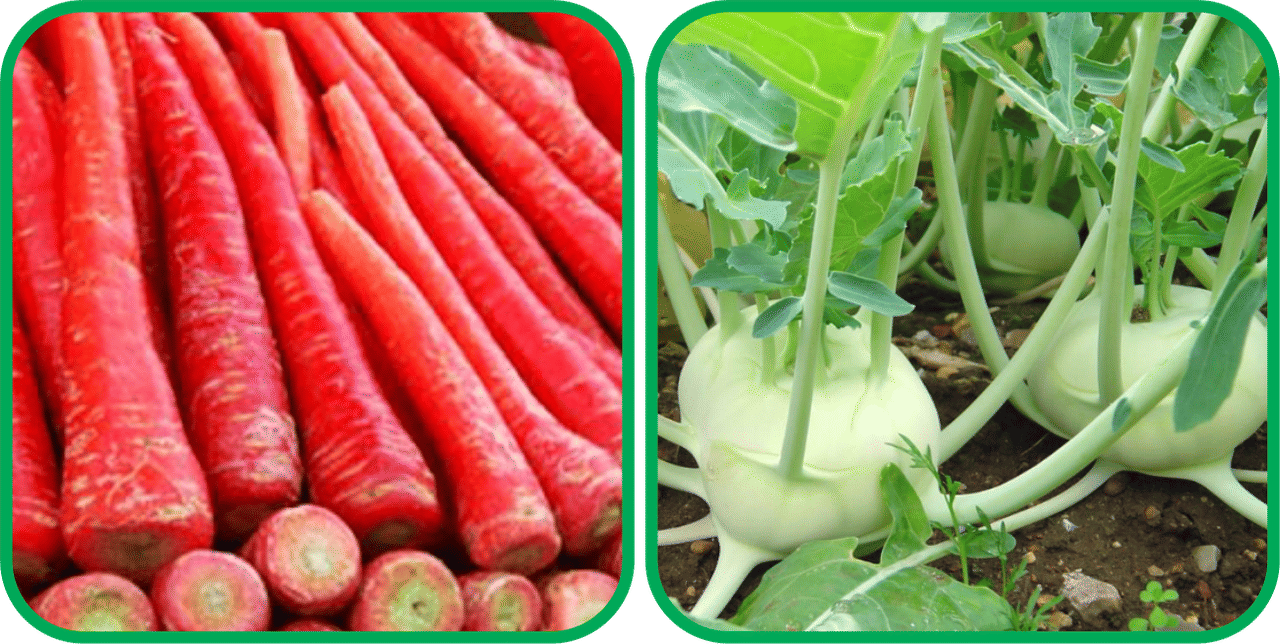     			Aero Seeds Knol Khol ( 50 Seeds) And Redish Red ( 100 Seeds) Vegetable Seeds Pack