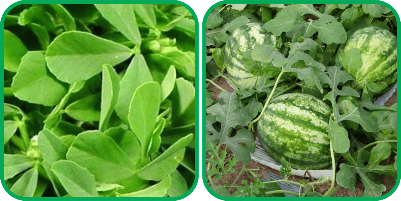Aero Seeds Watermelon ( 30 Seeds) And Fenugreek (200 Seeds) Vegetable Seeds Pack Aero Seeds Watermelon ( 30 Seeds) And Fenugreek (200 Seeds) Vegetable Seeds Pack
