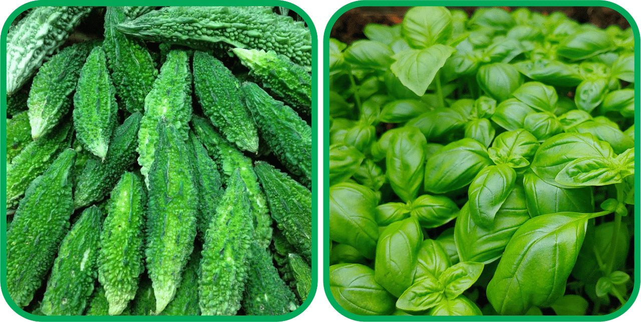     			Aero Seeds Basil Green ( 100 Seeds) And Bitter Gourd ( 30 Seeds) Vegetable Seeds Pack