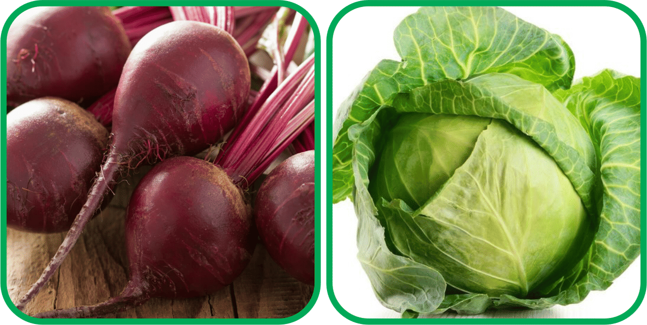     			Aero Seeds Cabbage ( 50 Seeds) And Beetroot ( 100 Seeds) Vegetable Seeds Pack
