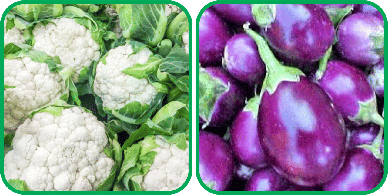     			Aero Seeds Brinjal Purple Round ( 30 Seeds) And Cauliflower ( 50 Seeds) Vegetable Seeds Pack
